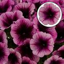 Afbeelding van Petunia P12 Purple Vein